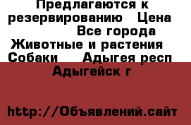 Предлагаются к резервированию › Цена ­ 16 000 - Все города Животные и растения » Собаки   . Адыгея респ.,Адыгейск г.